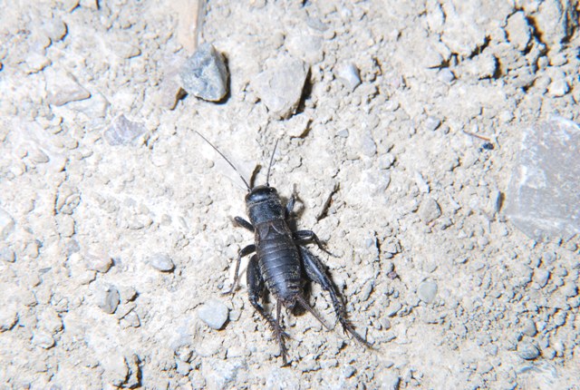 Ninfa di Melanogryllus desertus